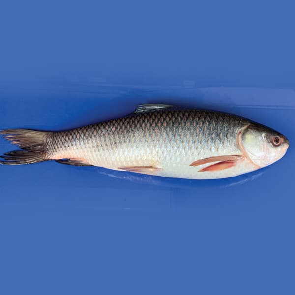 রুই মাছ পুরো ১ কেজি